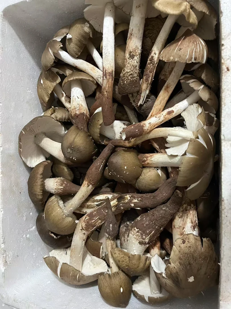 峨眉山新鲜野生斗鸡菇/鸡枞菌500g