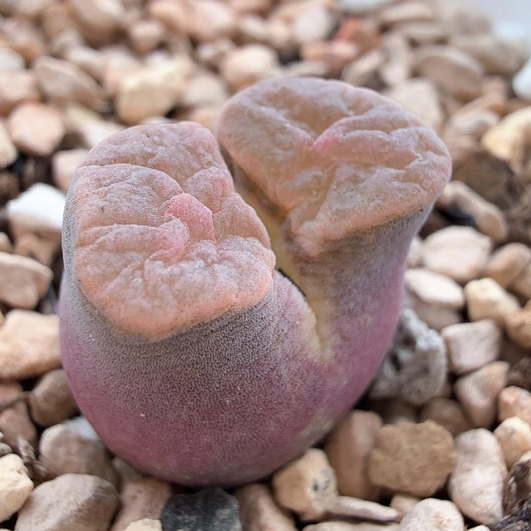 2.6.51/粉窗班克磁铁/多肉植物