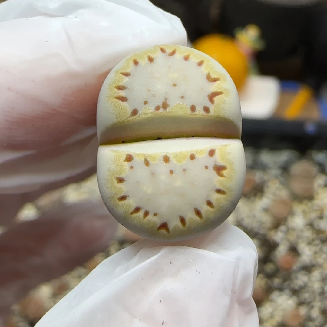 12.29.1621.015饼干.9028无人福利