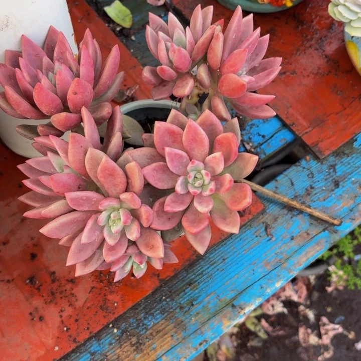 H***文老桩精品肉肉桃花源