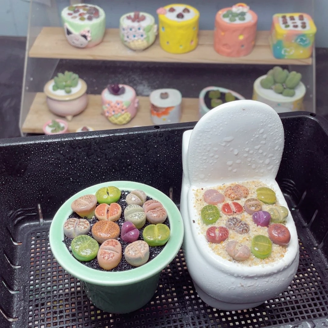 w8905 带盆土发货-零下地区拍保温箱