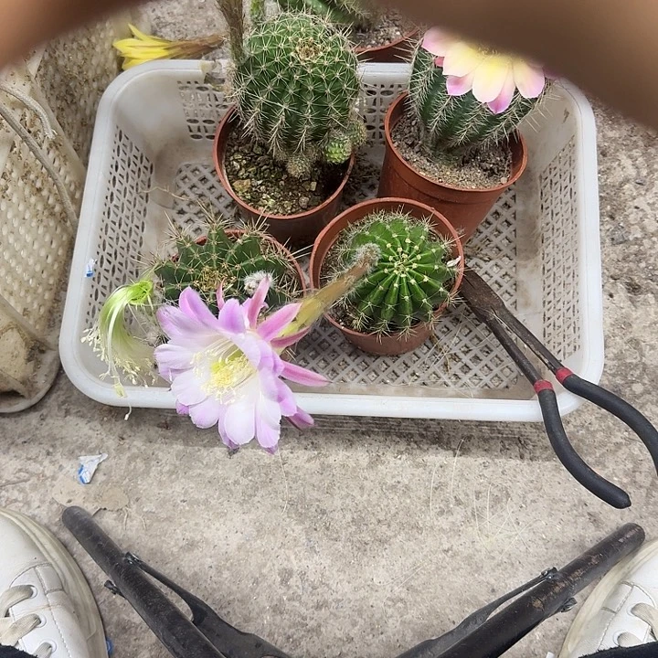 别****无花朵彩草哈哈哈哈哈哈哈