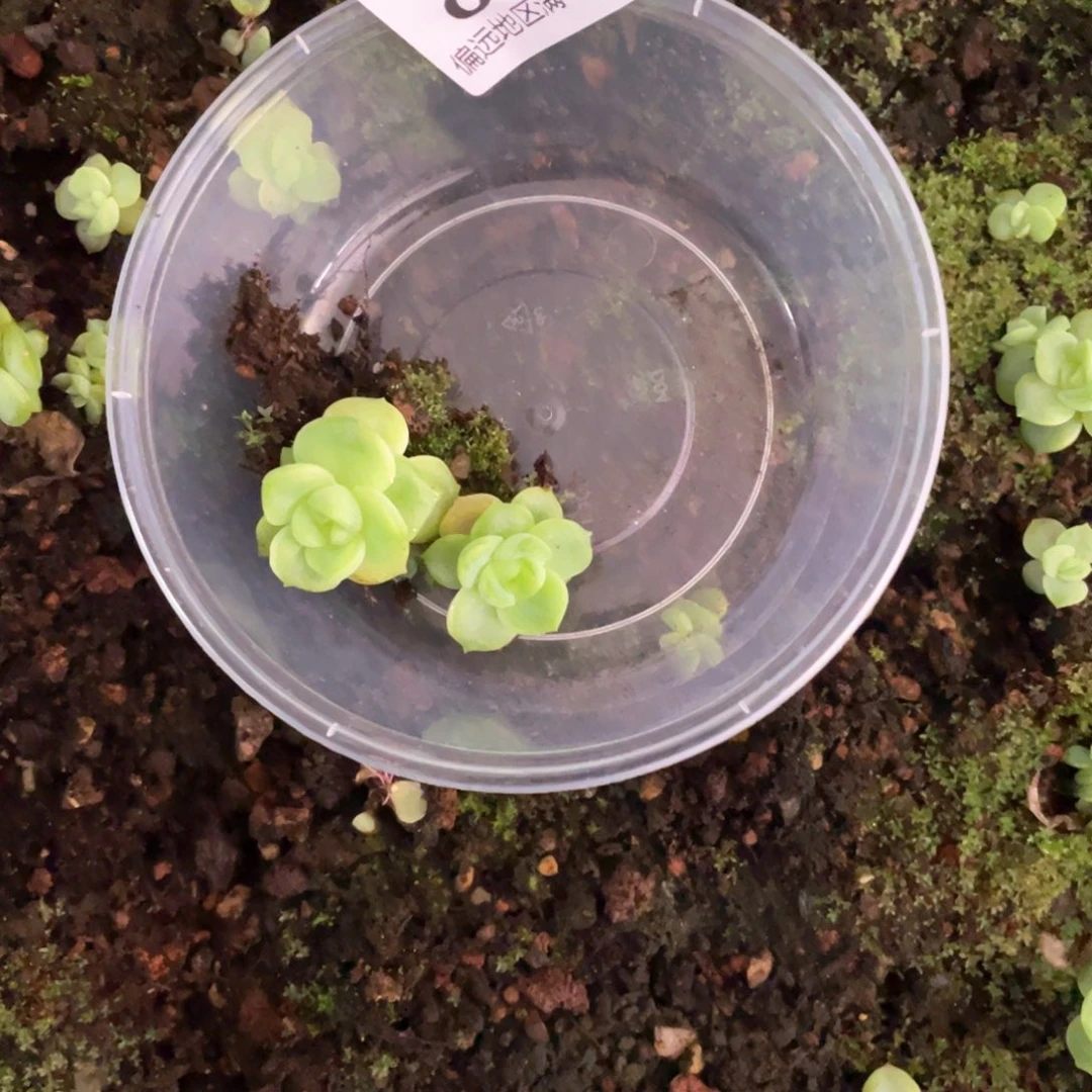 青允珍妮一物一拍042