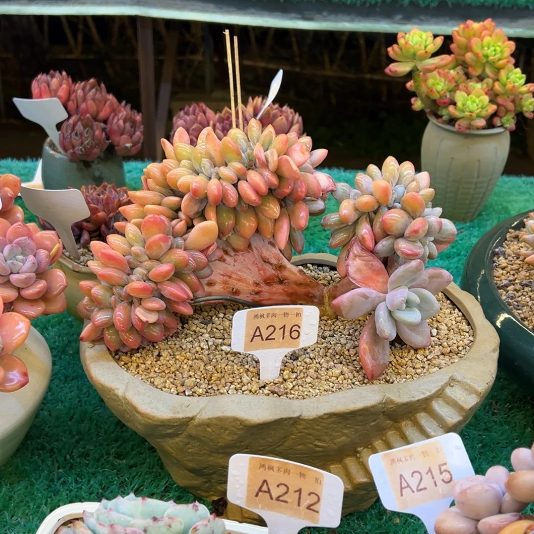 粉兔缀27冠幅，，，，，，，，，，