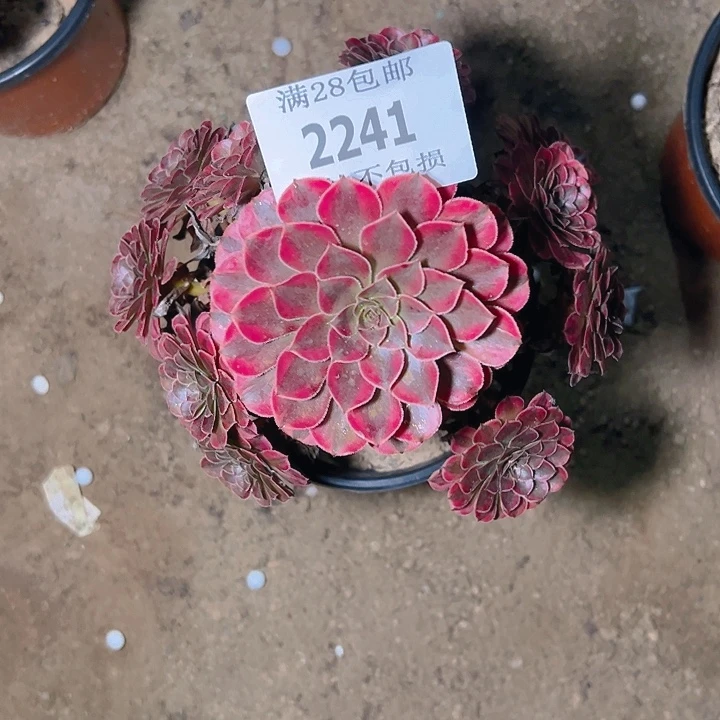 2241黑同白多肉植物