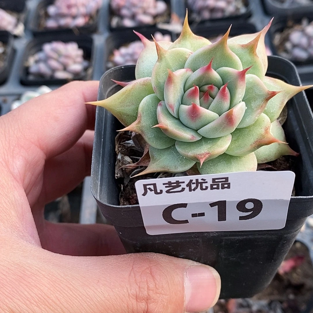 C19一物一拍满9.9包邮