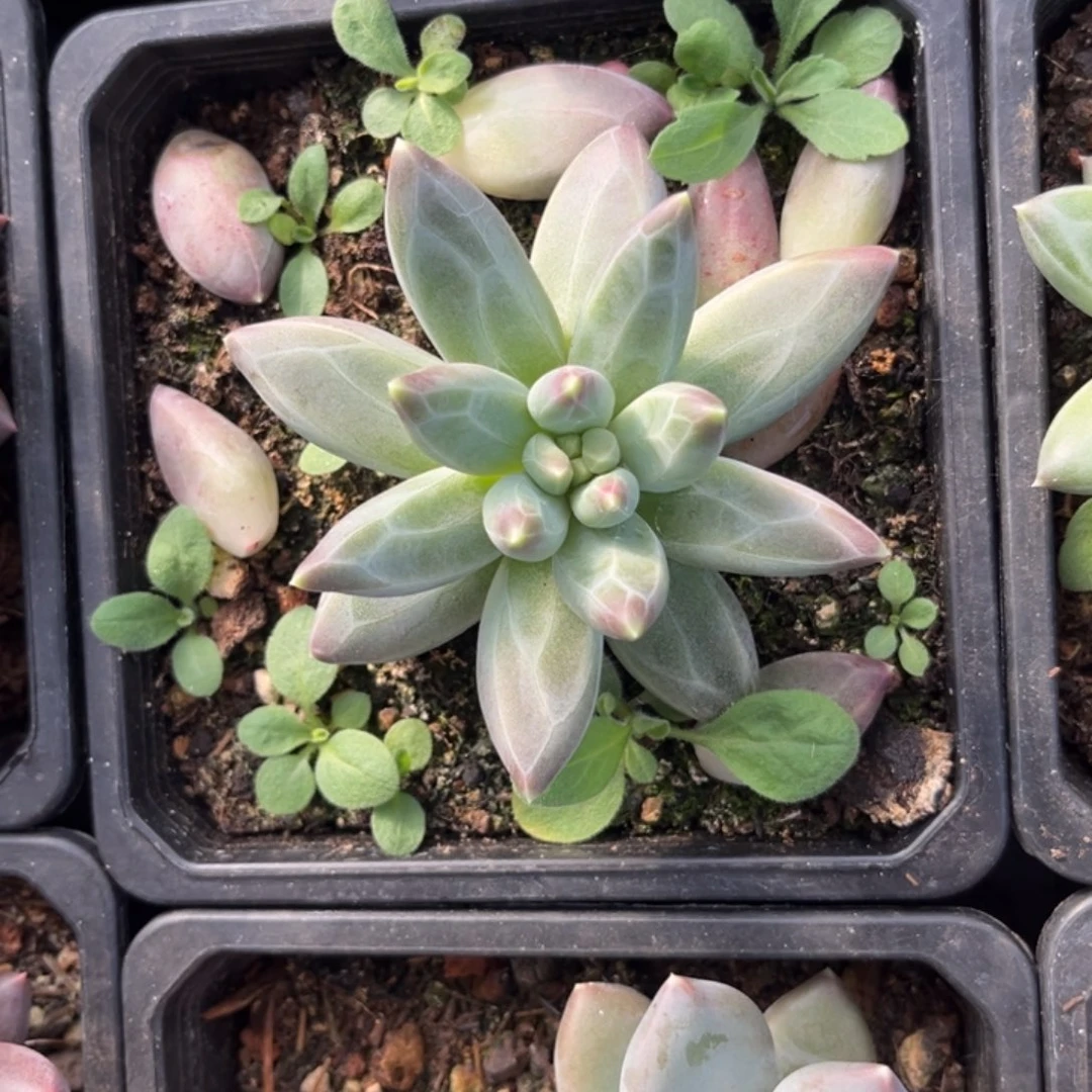 暗纹系优选多肉植物915
