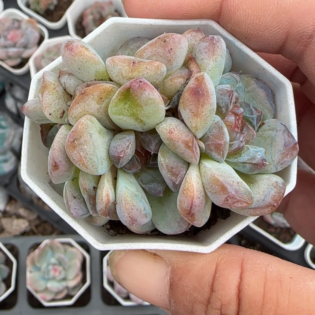 小卡拉米糖心一物一拍