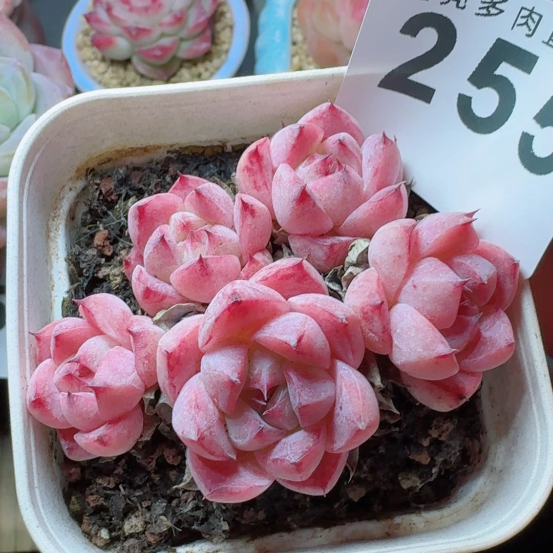 小脸佳人      愿你一路坦途，乘风破浪展宏图