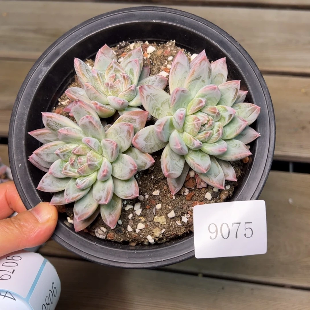 F***哥9075肉多么多哟多么多么