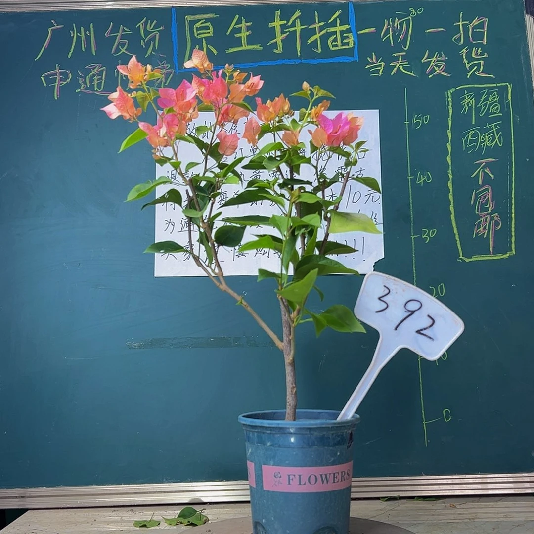 当前无花栽培后可以开花 波伊斯玫瑰  392