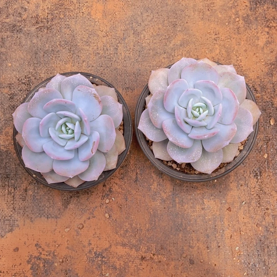 一***四两颗奶茶。