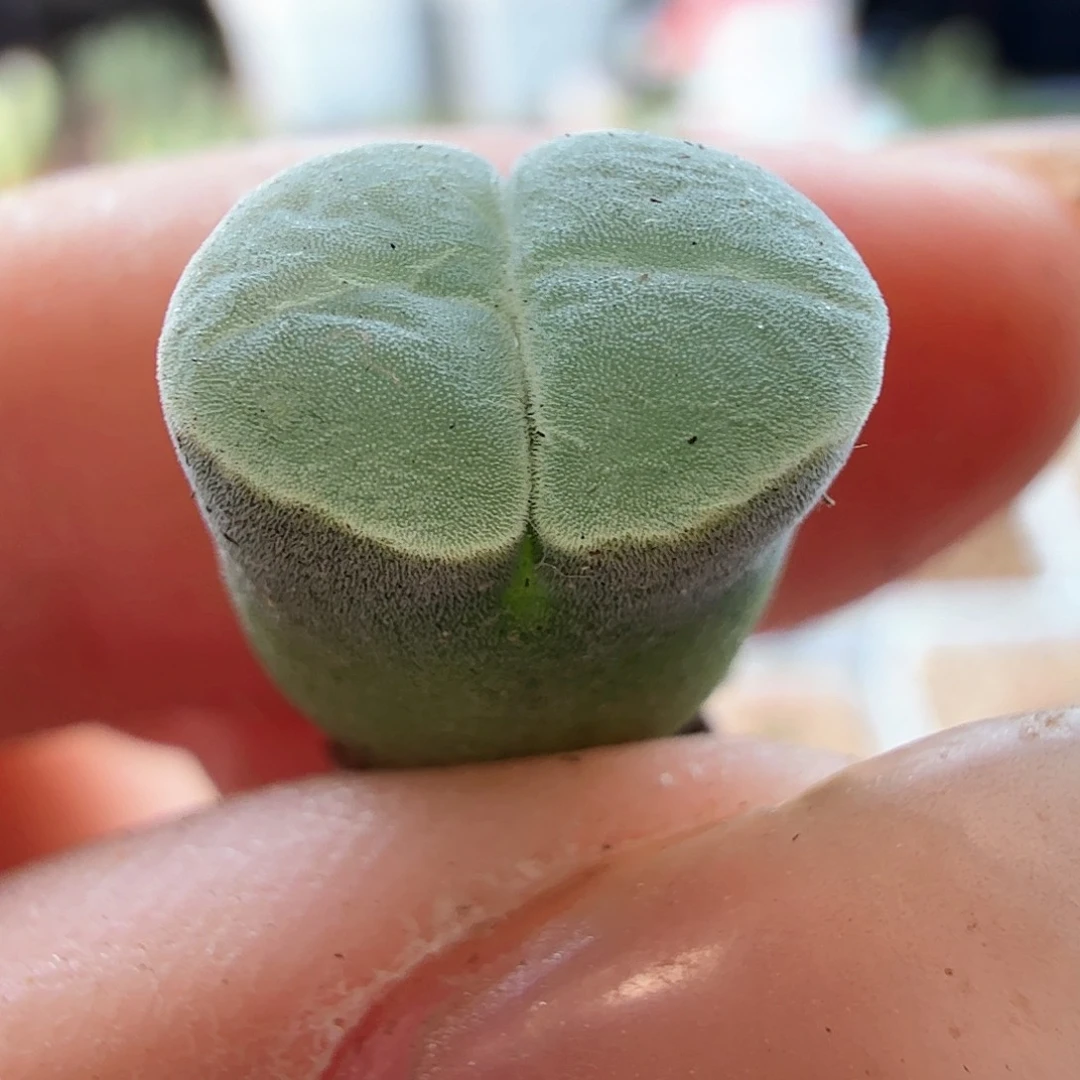 2.10.48/1802.83极窗风铃/多肉植物