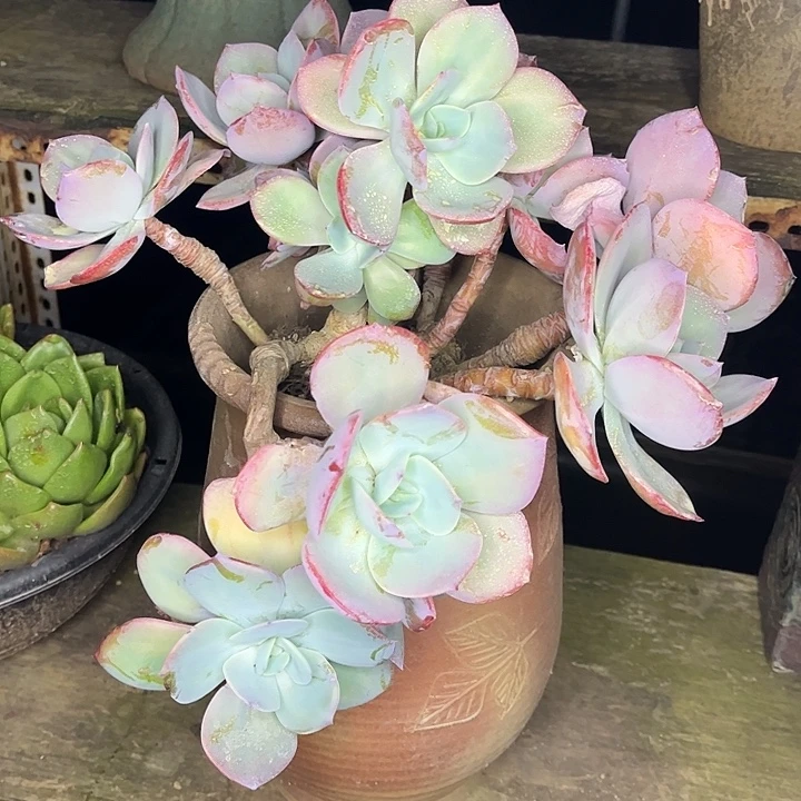 血凤群生，一物一拍