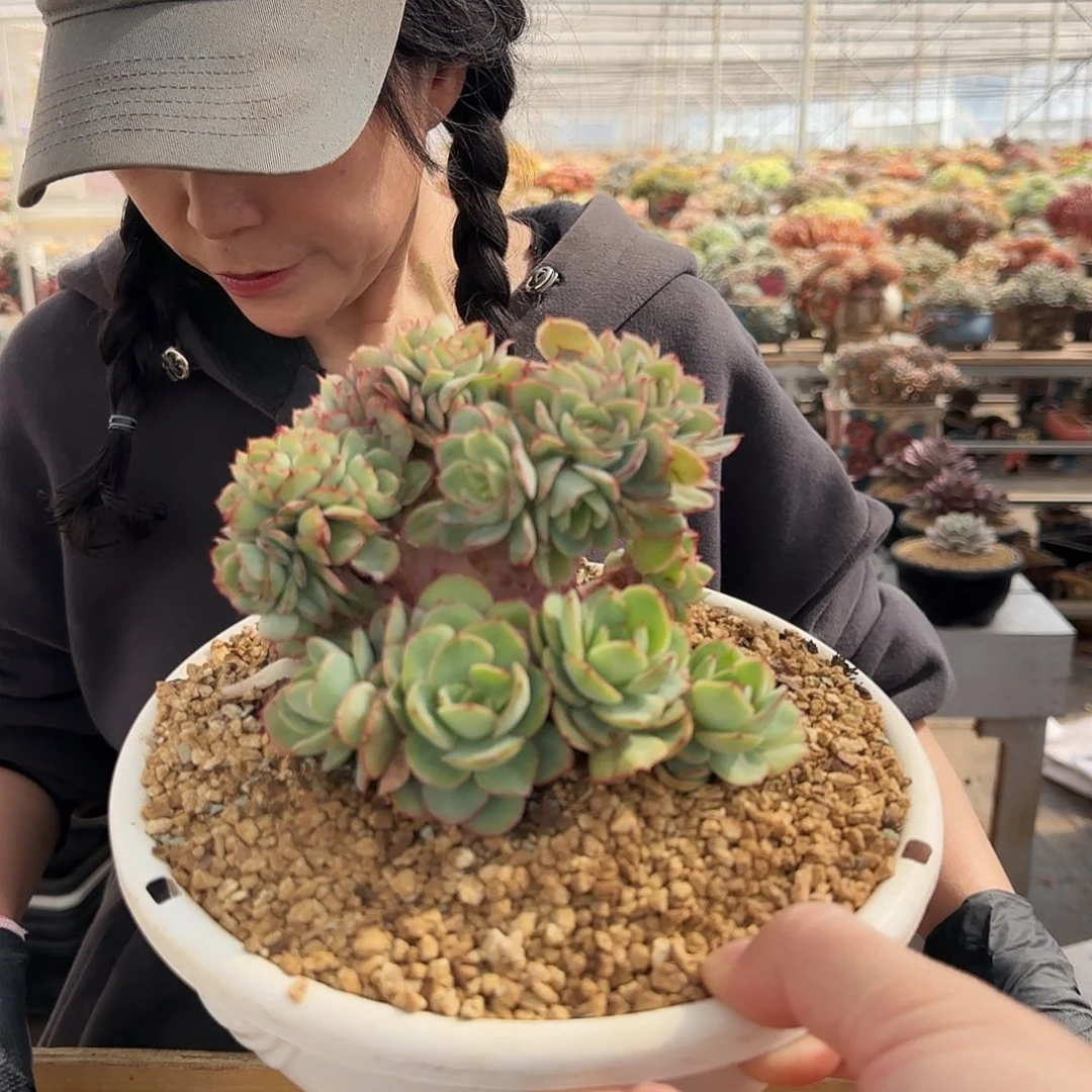 何**美1550号牡丹亭缀158       肉