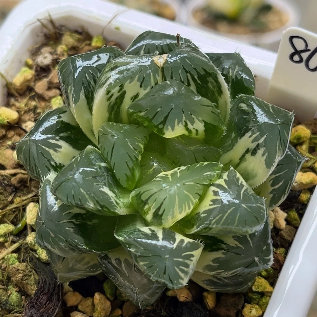 86巨大化别系玉露锦福利专场