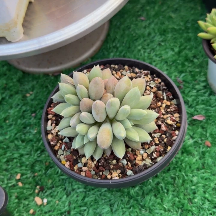 宸***胖哈哈哈哈哈哈哈哈哈哈