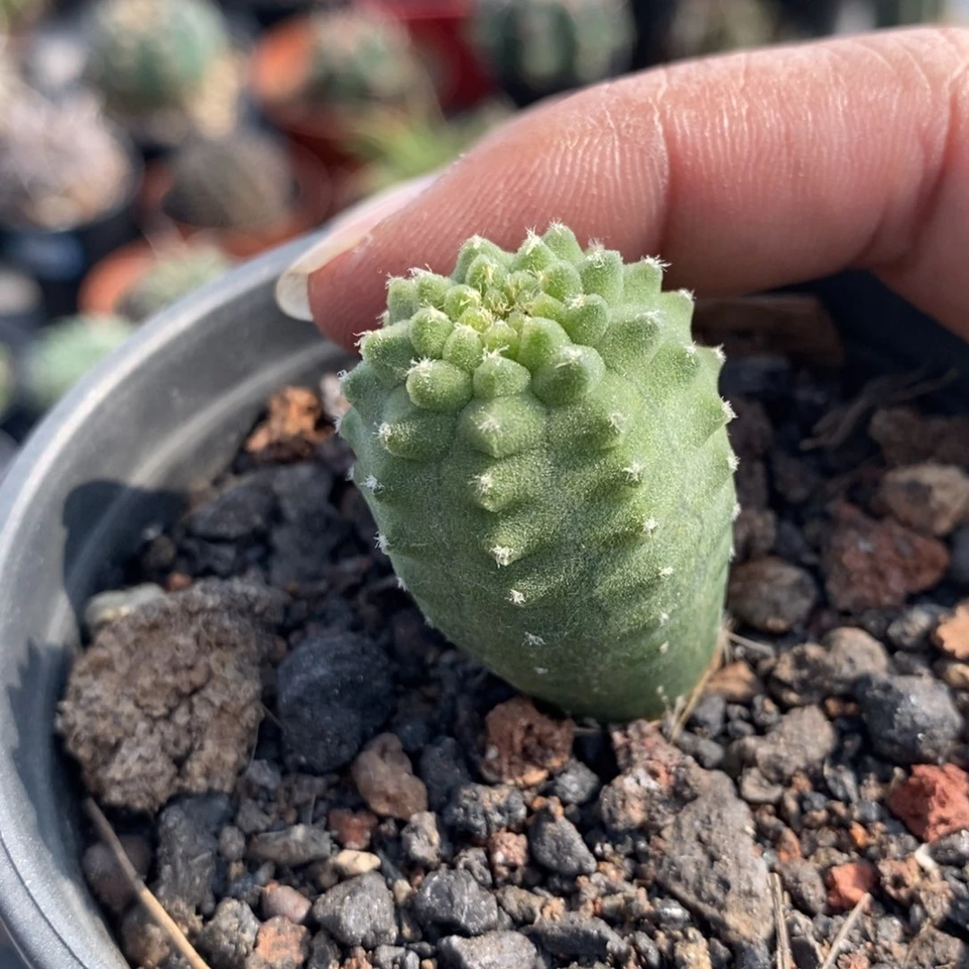 植播园艺归甲奇仙玉