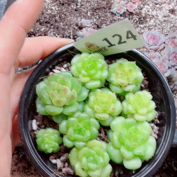 多肉植物多肉植物