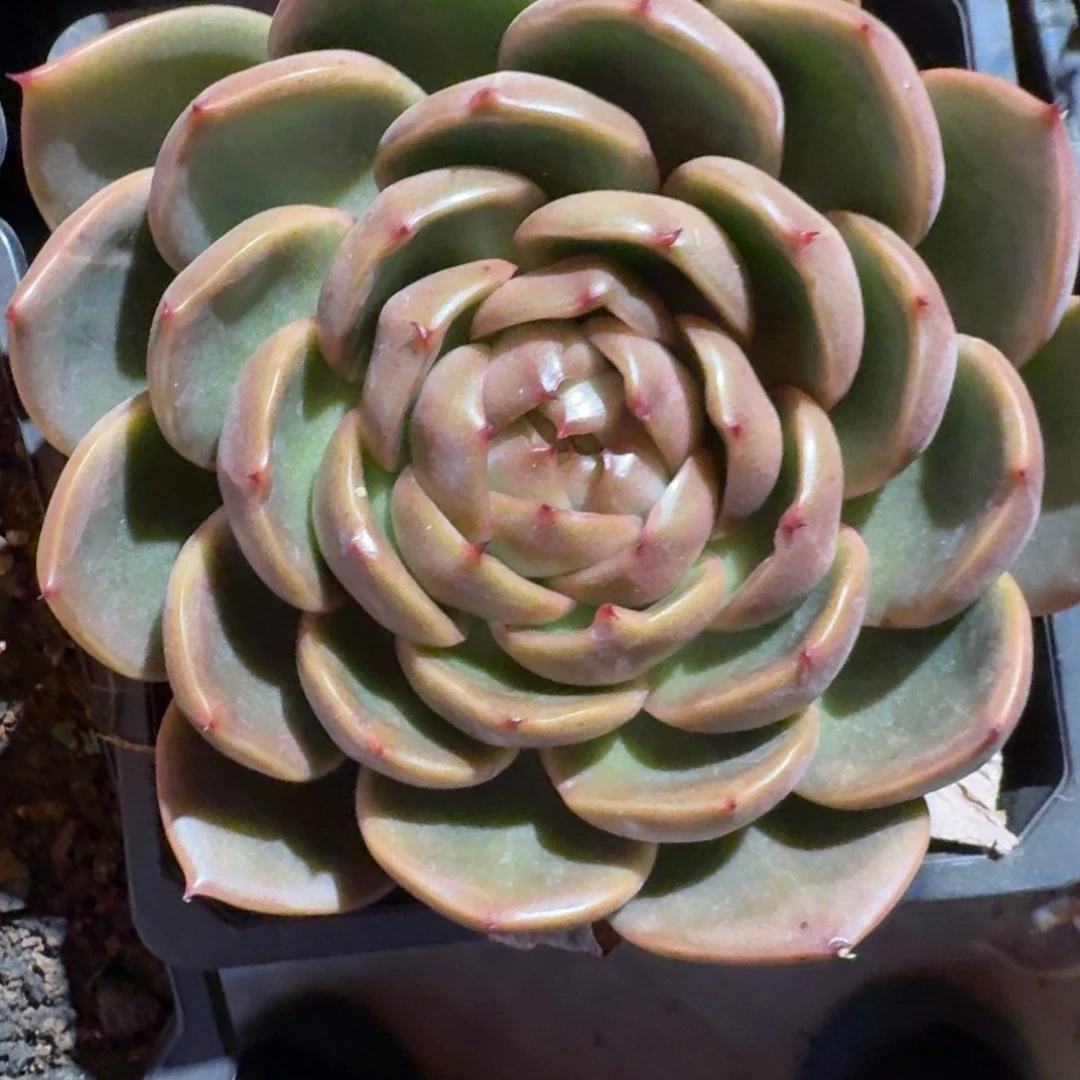 蓝水鬼多肉（38包邮偏远地区128包邮