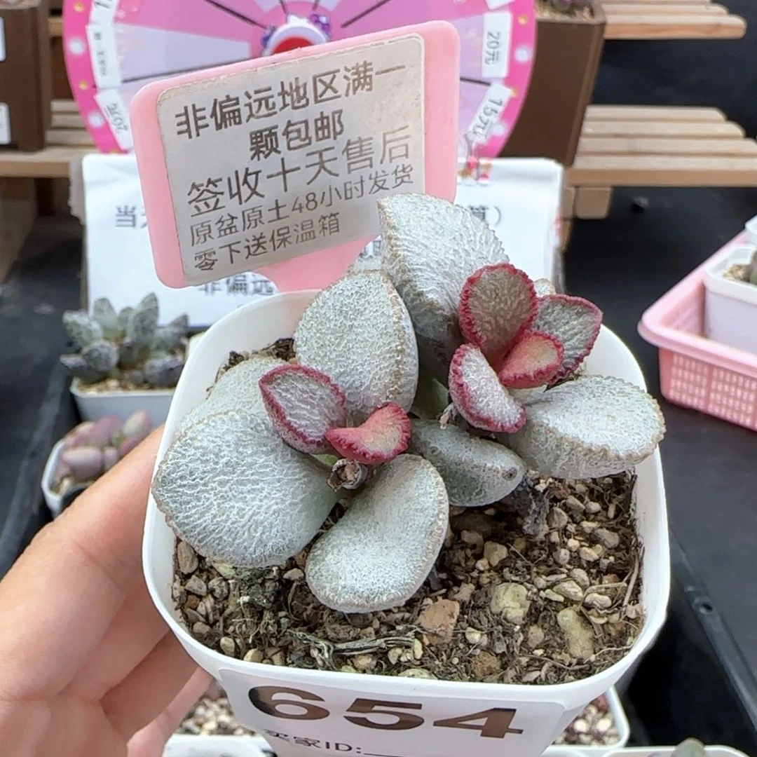 654圣姬多肉植物