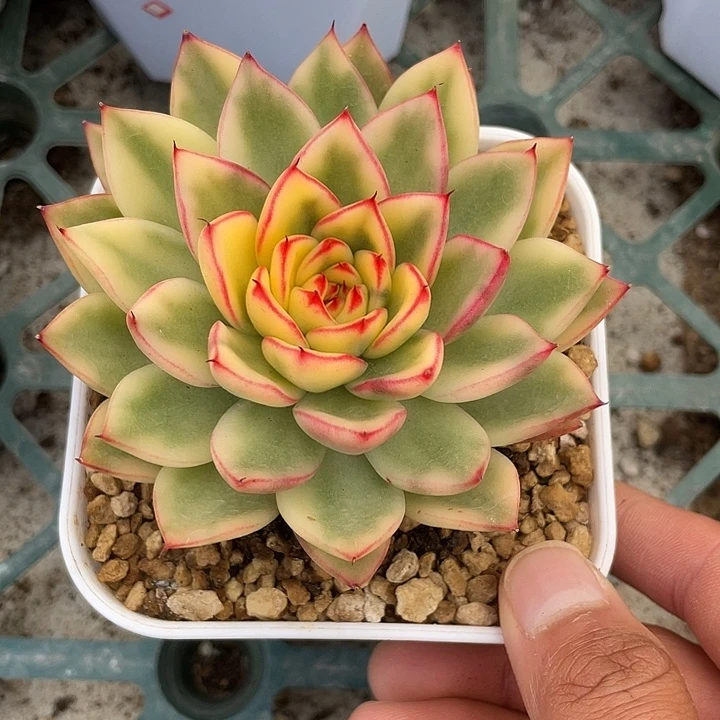 阿诗娜锦一物一拍