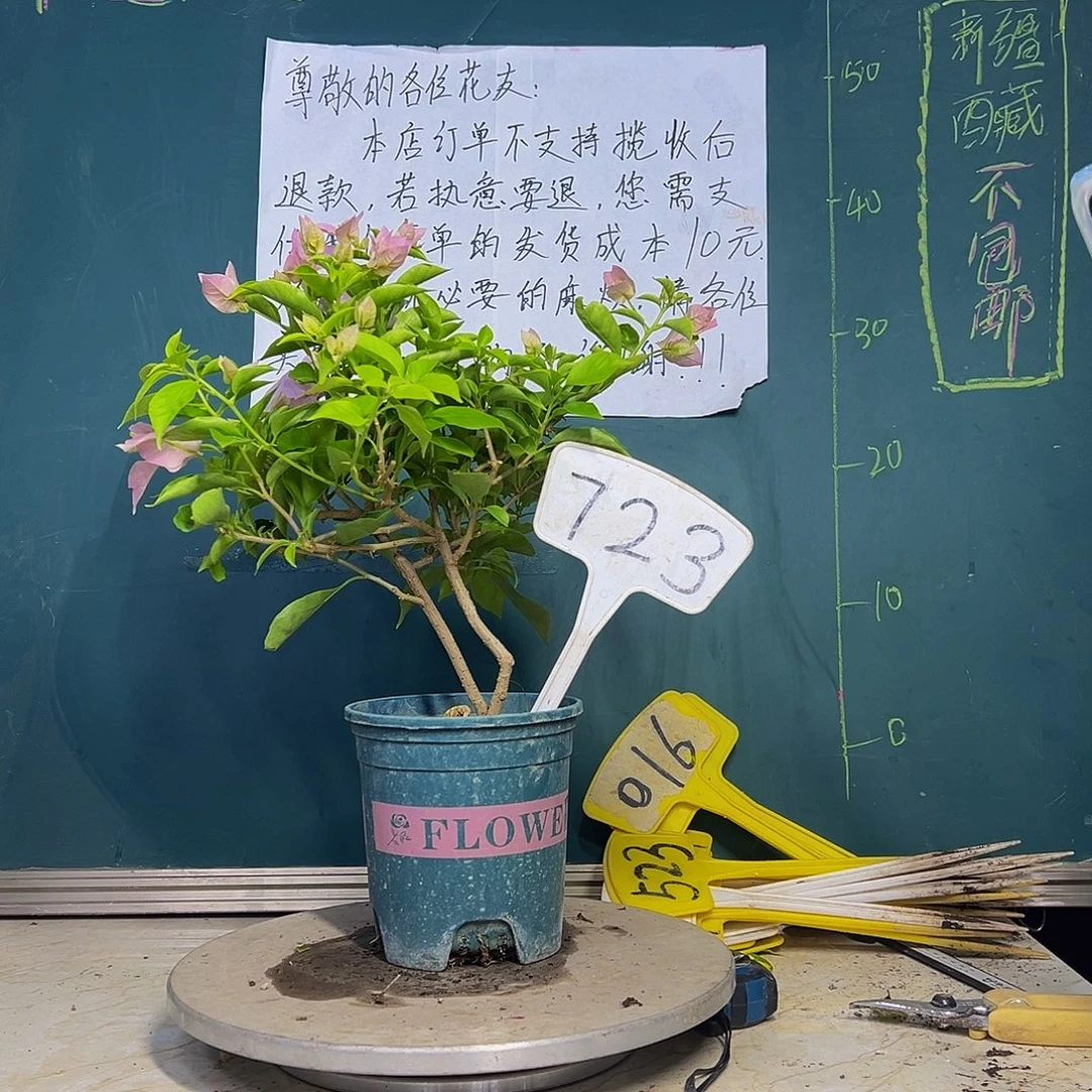 当前无花栽培后可以开花粉天使 723