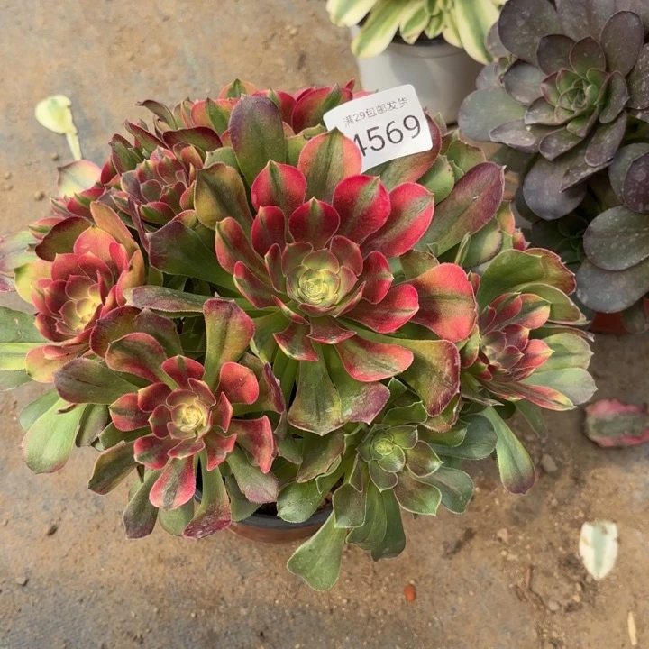 雅典娜锦多肉法师4569