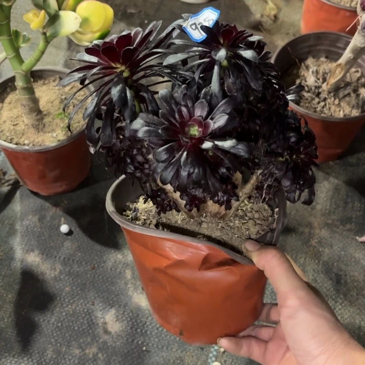 墨法师小小缀978