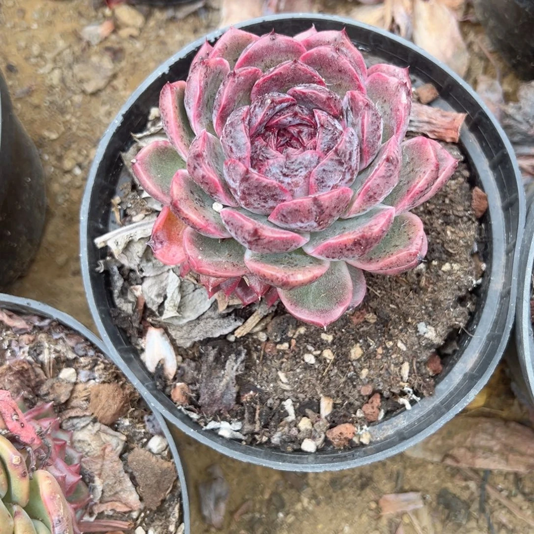 精品多肉植物老桩