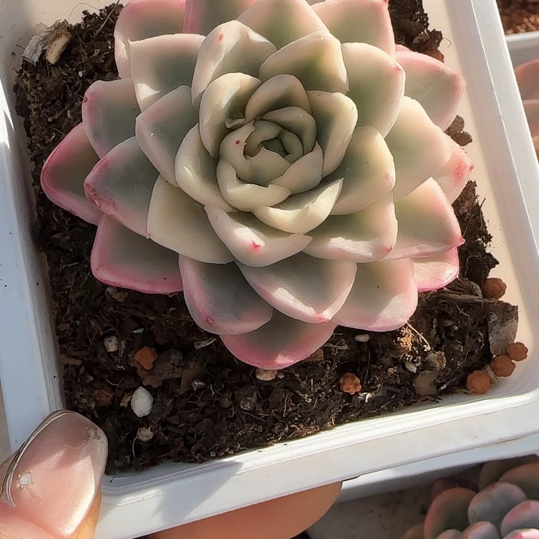 雪鸳锦多。肉植物