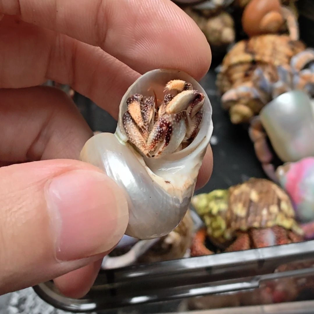 黑莓异色不退不换