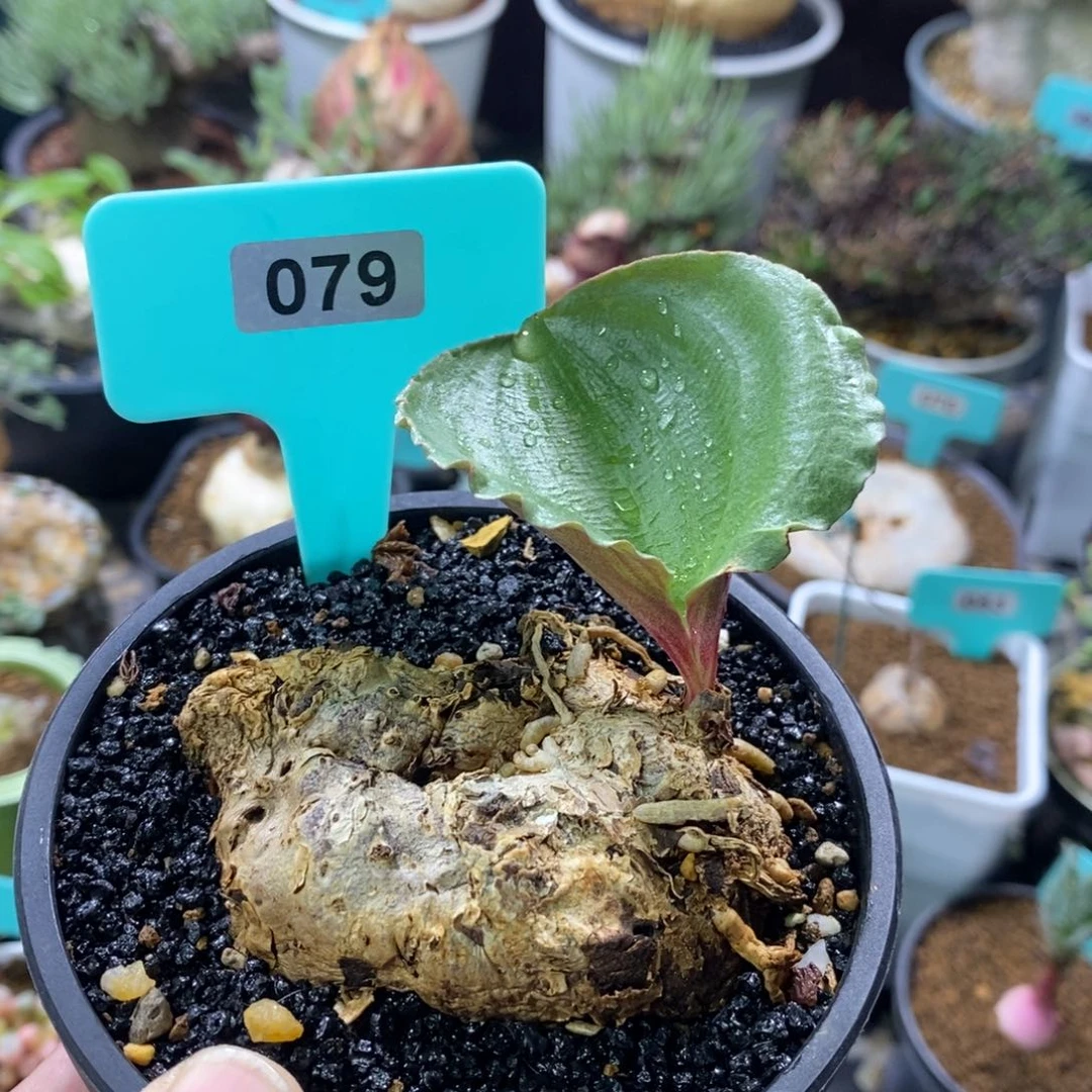 卷叶冰之镜多肉植物