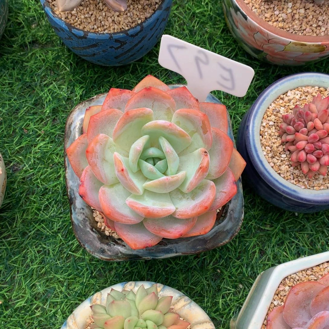 悦***悦凤城多肉植物植物