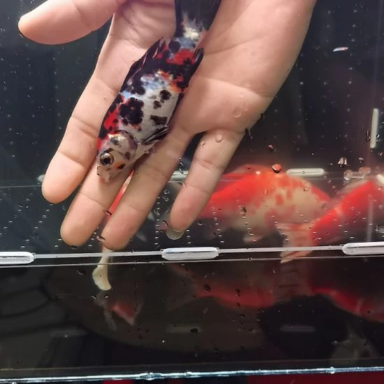 金鱼白底三色草金，皮实耐养