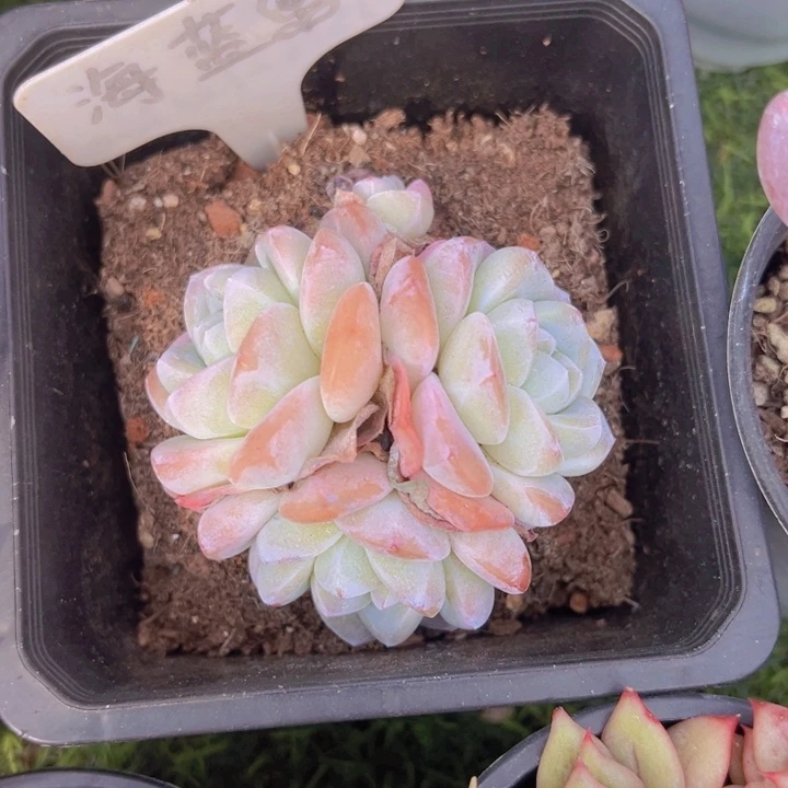 健健康康平平安安