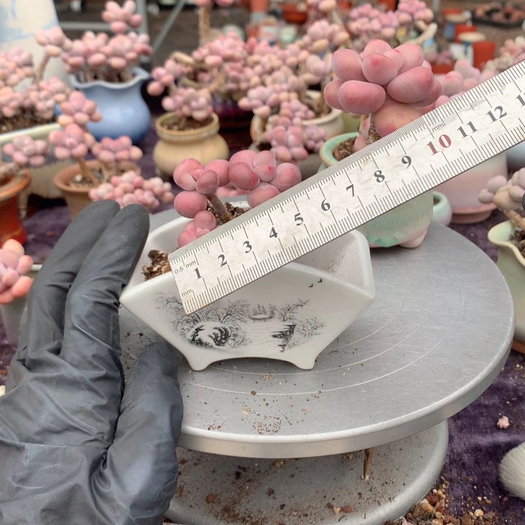 20号带盆偏远地区不包邮的