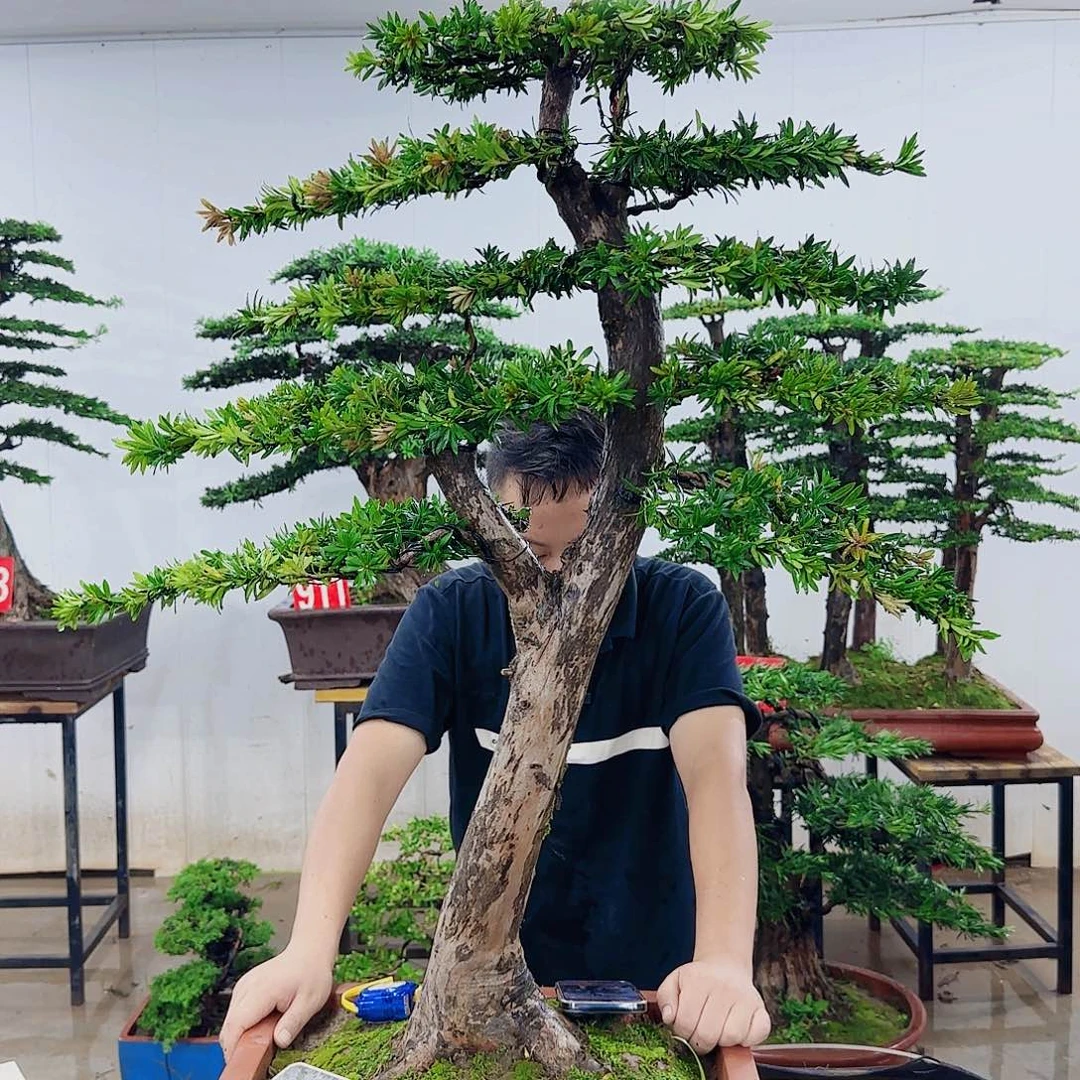 逍***月无花朵盆景园林……