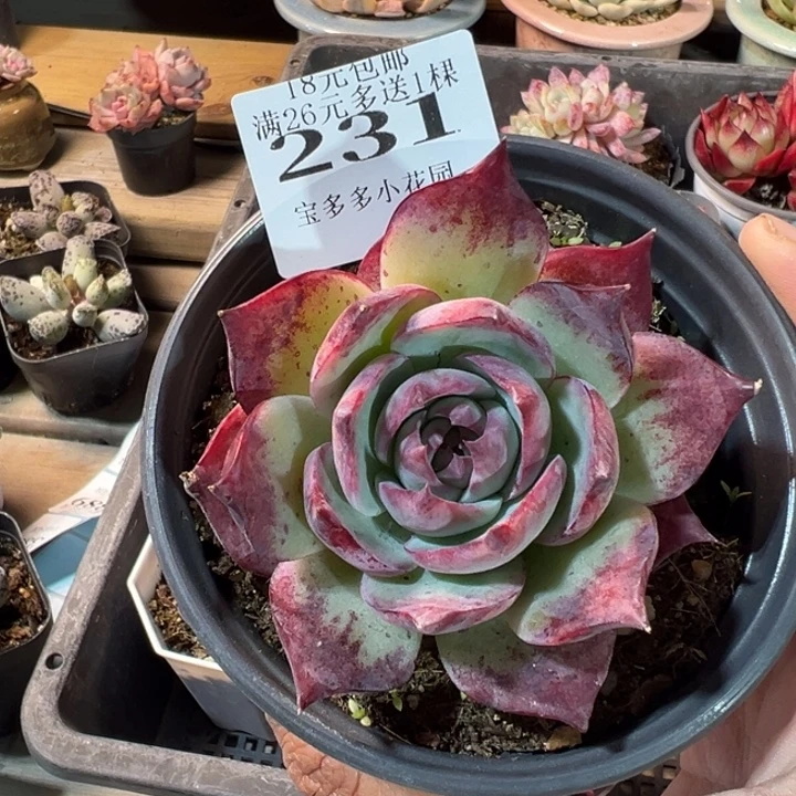 惊鸿仙子8cm 一物一拍多肉满20元包邮
