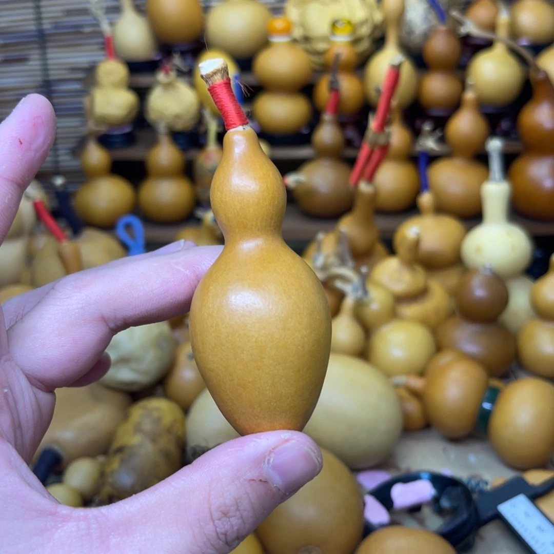 蚂蚁肚厚皮响籽全品33