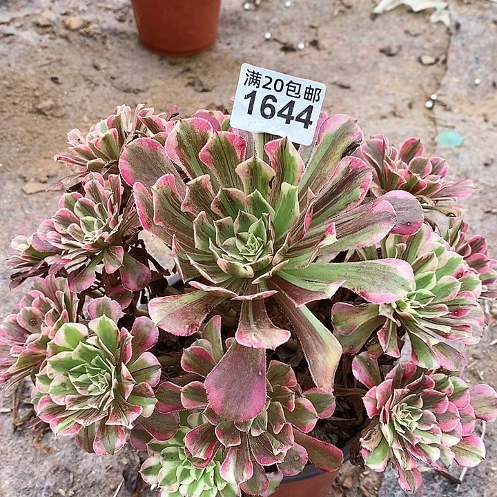 1644 同花顺法师多肉