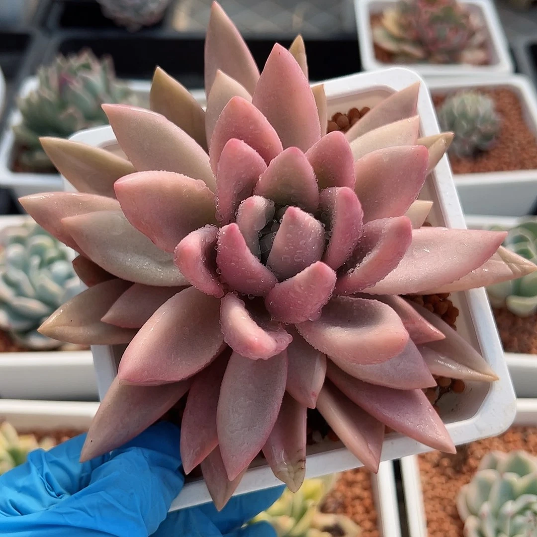 桃花源锦，覆轮锦