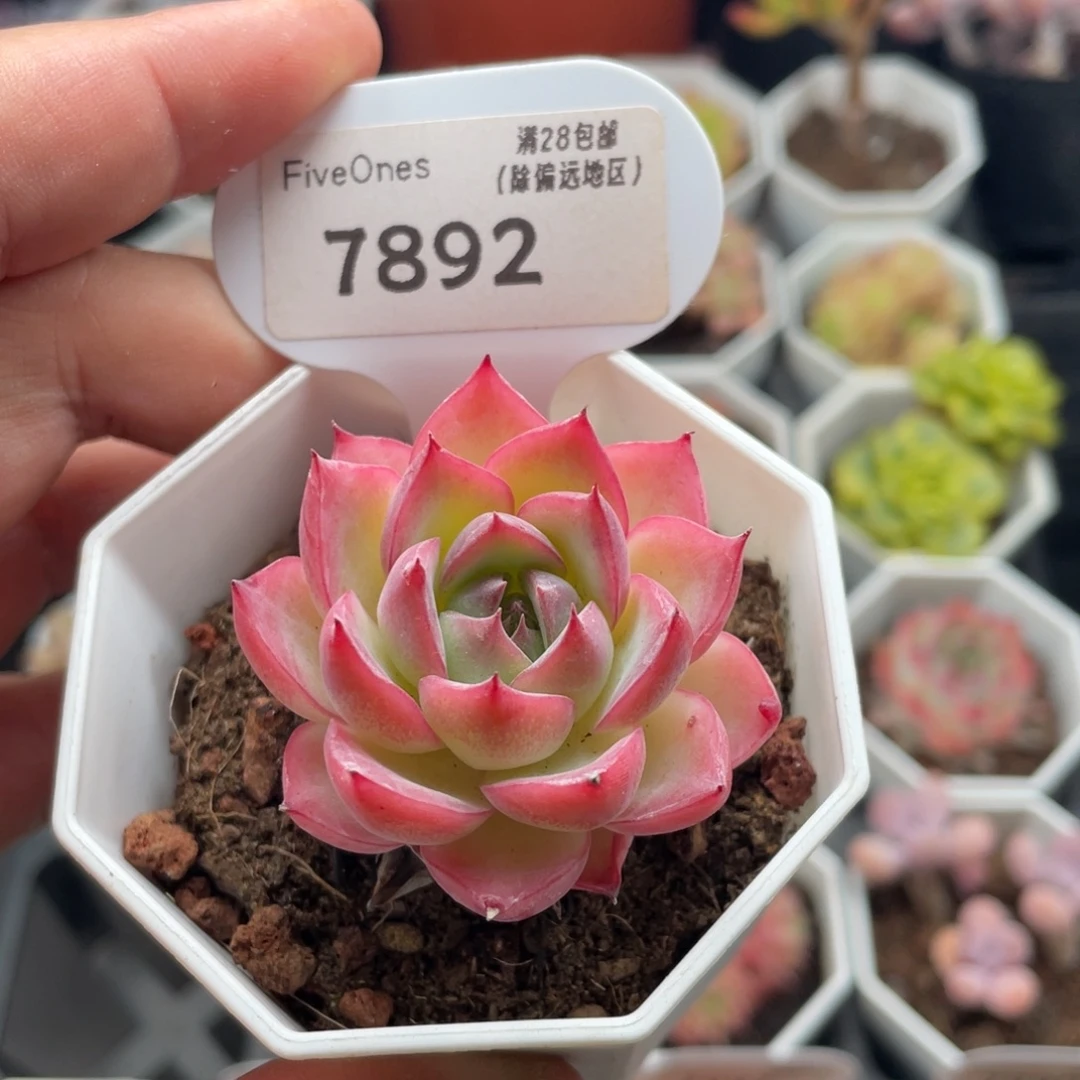 粉水晶7892-4.5厘米