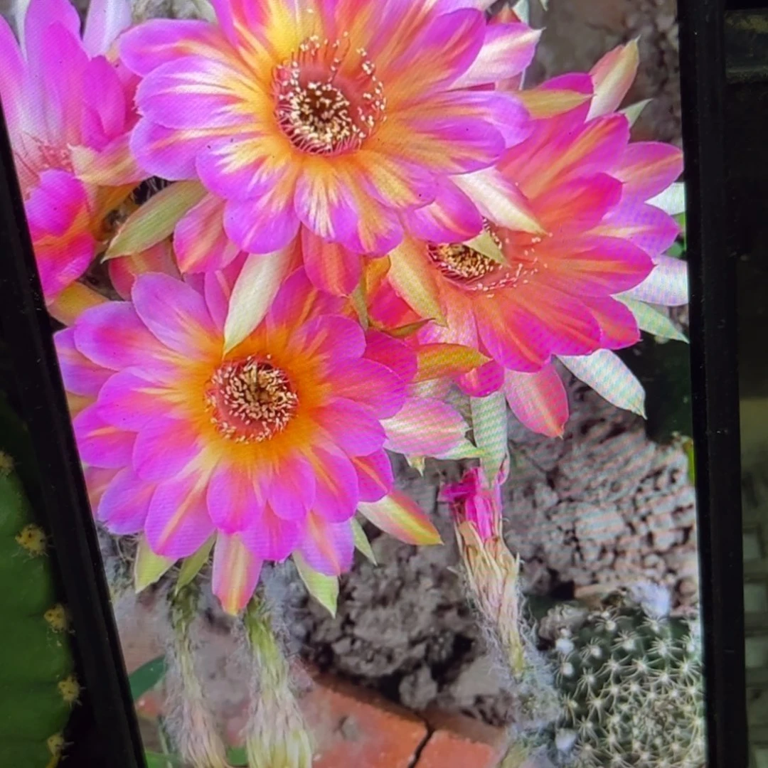 汤姆瑕疵丽花侧呀20包邮仙人球38