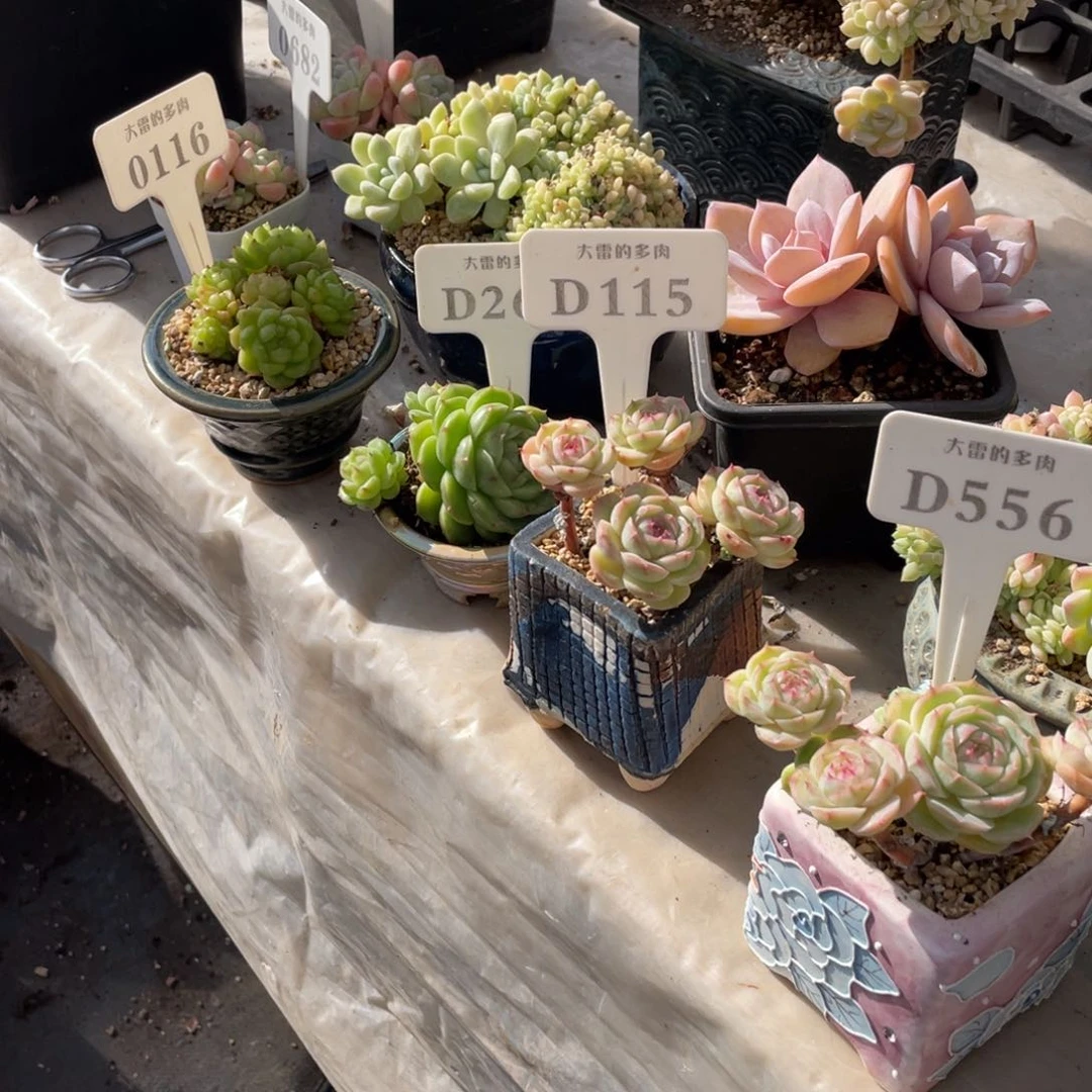 B****A0116264115三颗不带盆