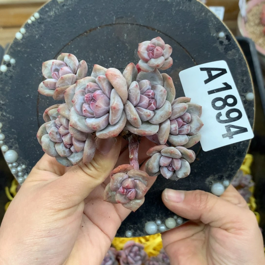 A1894 星影 缀 新货 11cm