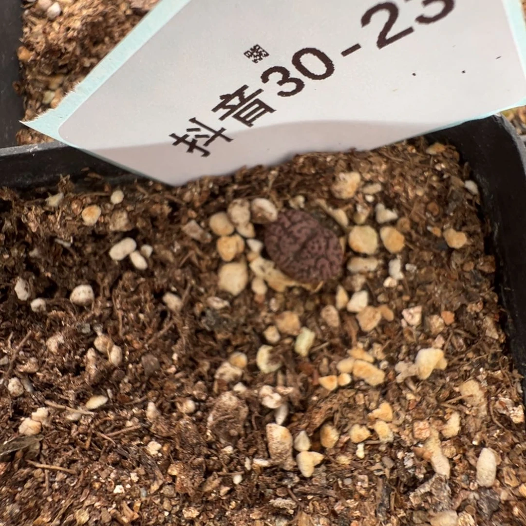 30-23肉锥多肉植物，