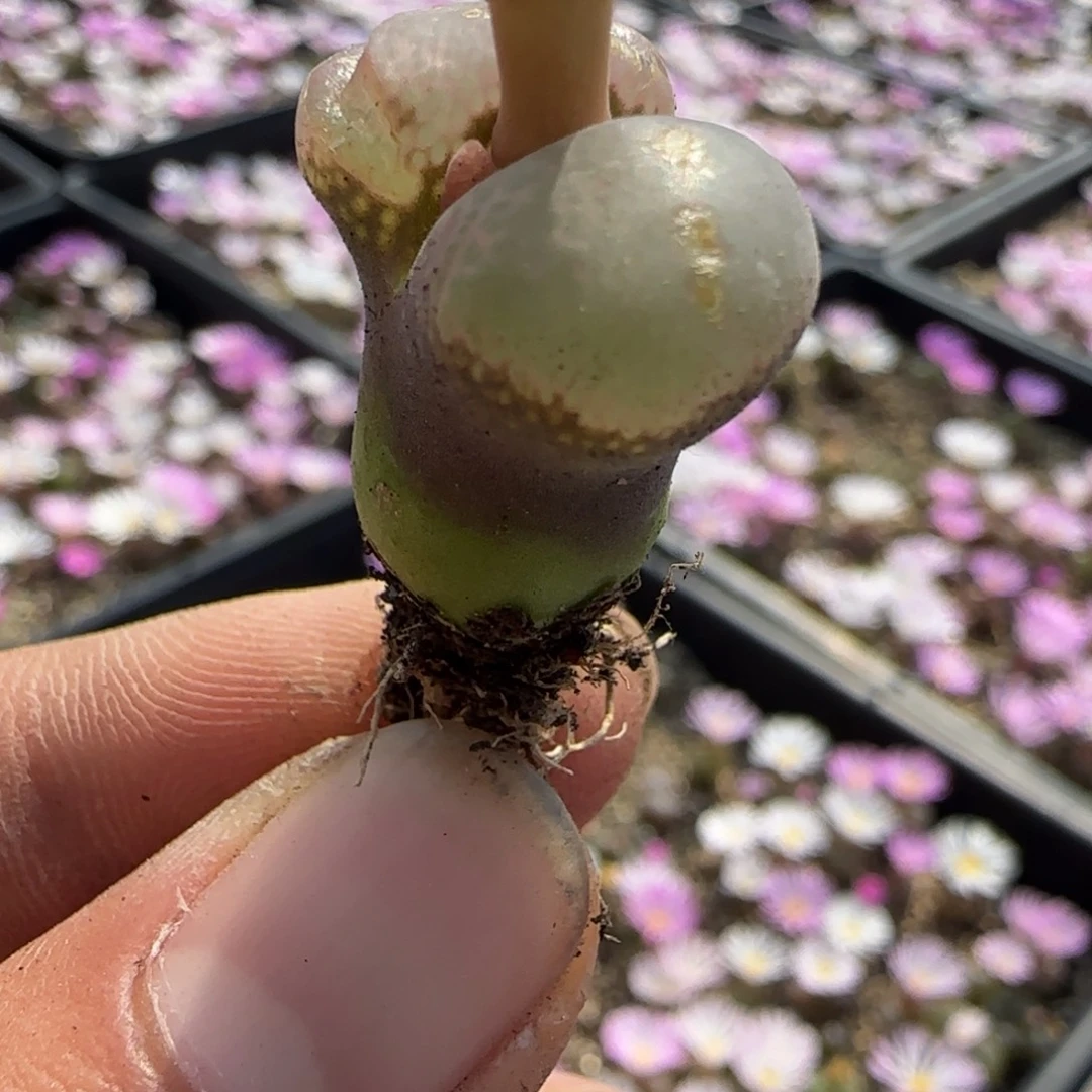 014    2.15厘米白窗透窗