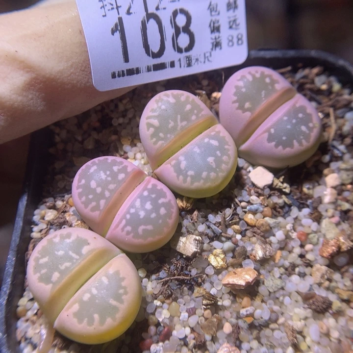 精品生石花212.108