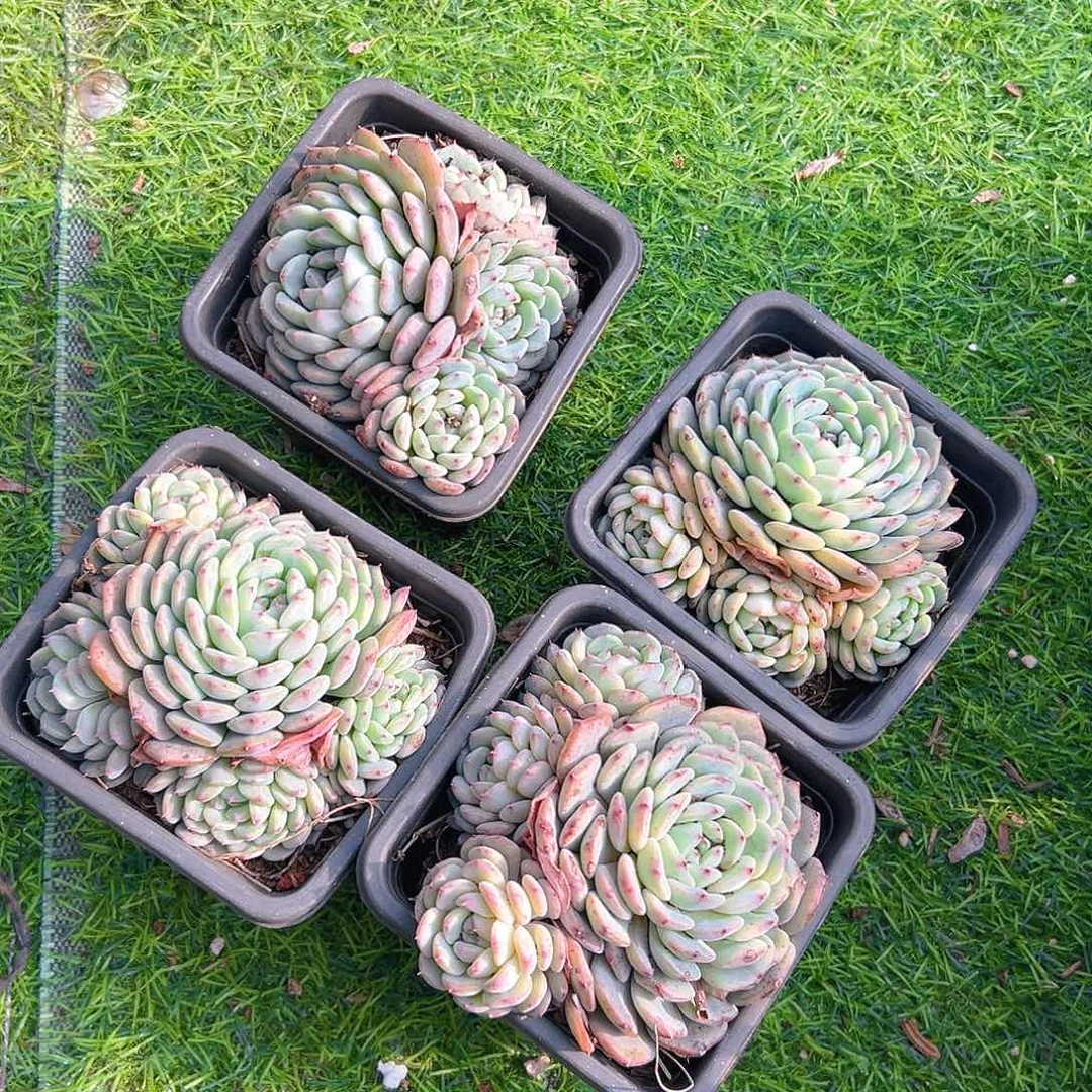 白胖子，满18包邮